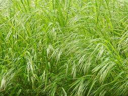 Green Grass Meadow