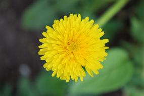 Dandelion Yellow Greens