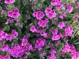 Flower Plant Garden