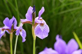 A Killer Whale Garden Flower