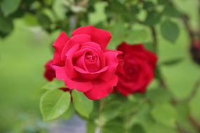 Rose The Garden Plant