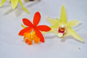 Flower Tropical Plant