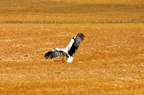 Stork Flying Field