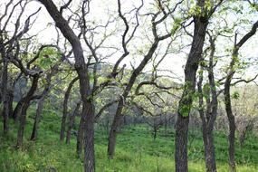 Tree Nature Natural