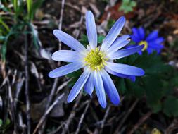 Flower Grasshopper Meadow