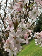 Flower Cherry Tree