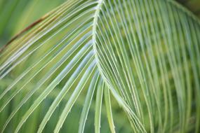 Leaf Flora Growth