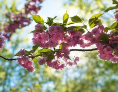 Sakura Flower Tree