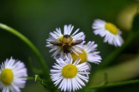 Nature Plants Flowers