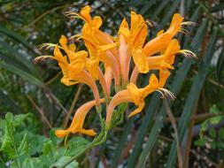 Flower Orange Bignone Campsis