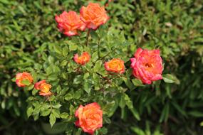 Rose The Garden Plant