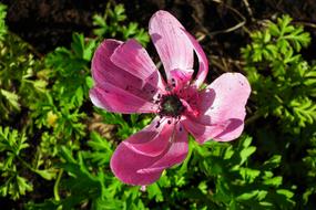 Flower Anemone Pink