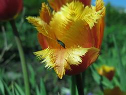 Tip Beetle Two Blotchy