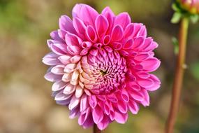Dahlia Dahlias Bud Flower