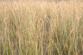 Flowering Grass Flowers Nature A