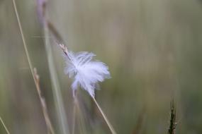 Flowering Grass Flowers Nature A