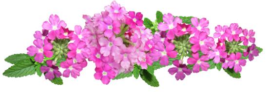 Flowers Pink Arrangement