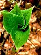 Leaf Nature Plant Close