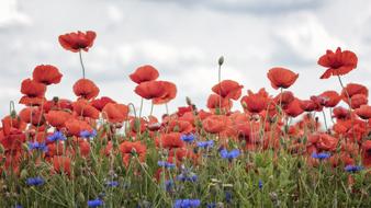 Nature Flower Poppy
