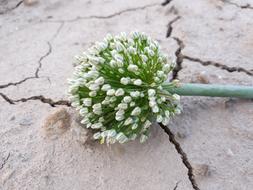 Garlic Flower Drought