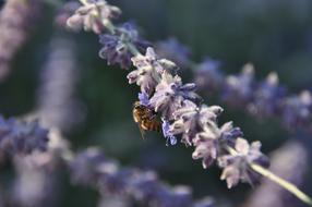 Bee Forage Flower