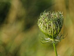 Wild Carrot Flower Grassland