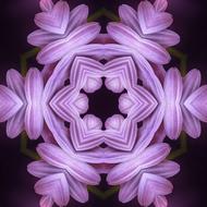 Plant Flowers Petal