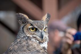 Horned Owl Raptor