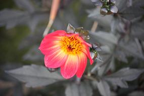 Nature Flower Flora