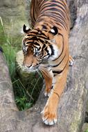Tiger Wilderness Animal World