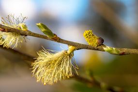 Willow Catkins Bud Shoots