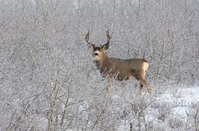 Deer Winter Nature