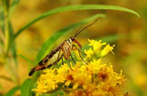 Nature Insect At The Court Of No