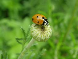 Ladybug Lucky Beetle