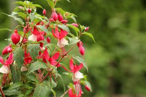 Fuchsia Flower Composition