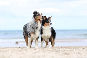 dogs beach australia shepherd