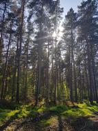 Wood Tree Landscape