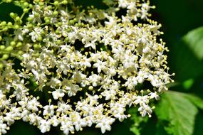 Elder Elderflower Holder Bush