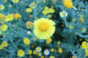 Plant Flower