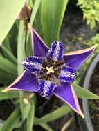 Purple Iris Strange