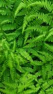 Leaf Nature Fern