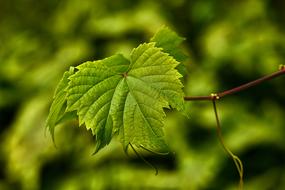 Grape Vine Leaf Foliage