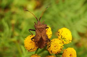 the beetle is brown in a yellow flower