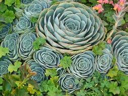 Garden Plant Leaf