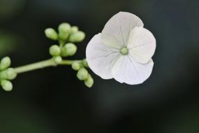 Blossom Bloom