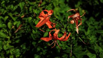 Flowers Affix Plants