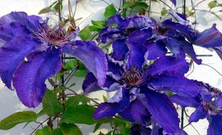 Clematis Blossom Bloom