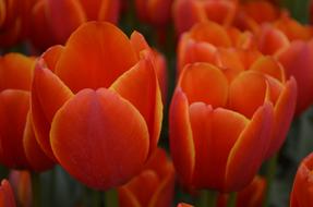 Tulip Flower Orange