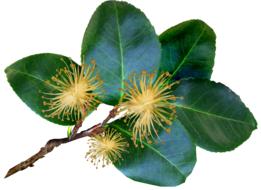 Leaves Stem Camellia