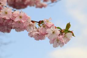 Japanese Cherry Trees Blossom Tree